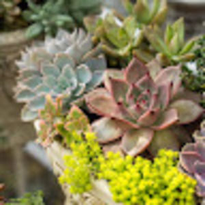 Meet your Posher, Brigitta